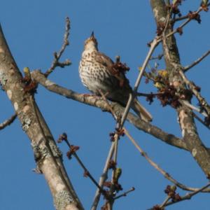 Song Thrush