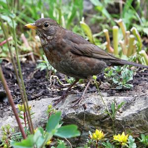 Eurasian Blackbird