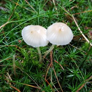 Yellow-stalked Mycena