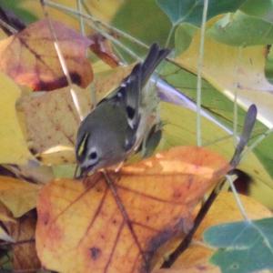 Goldcrest