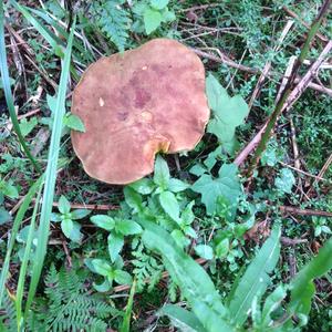 Bay Bolete