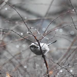 Long-tailed Tit