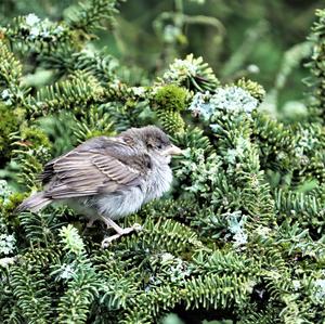 House Sparrow