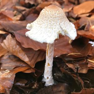 Lepiota magnispora