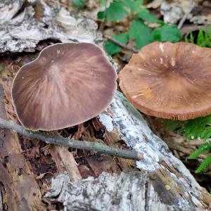 Fawn Mushroom