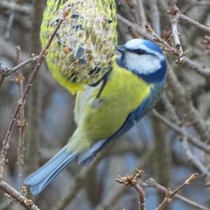 Blue Tit