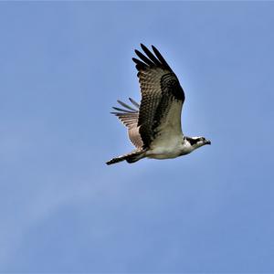 Osprey