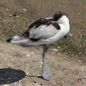 Pied Avocet