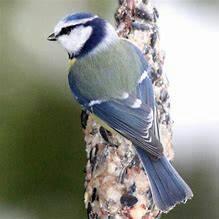 Blue Tit