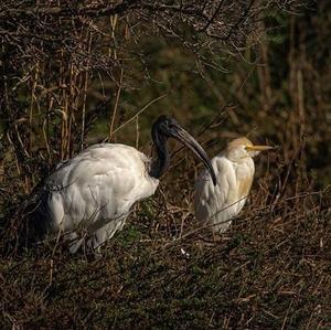 African Sacred Ibis