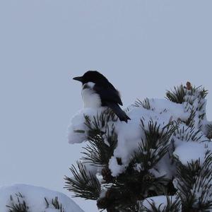 Black-billed Magpie