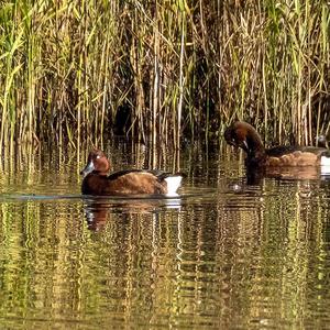 Ferruginous Duck