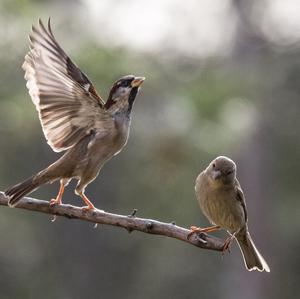 House Sparrow