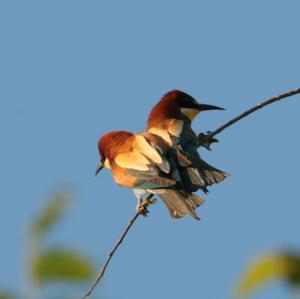 European Bee-eater