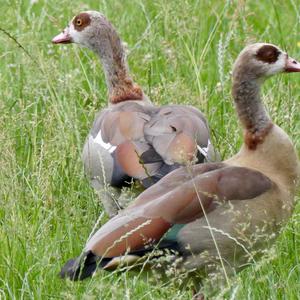 Egyptian Goose