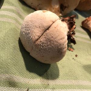 Pestle-shaped Puffball