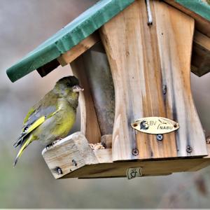 European Greenfinch