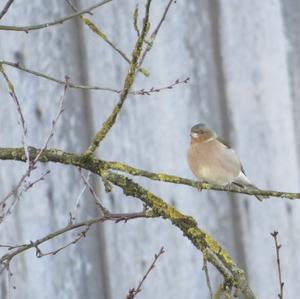 Eurasian Chaffinch