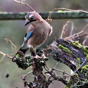 Eurasian Jay