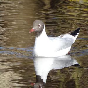 Mediterranean Gull