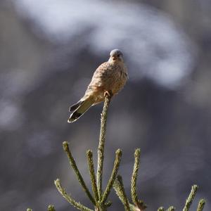 Common Kestrel