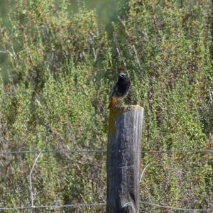 Black Redstart