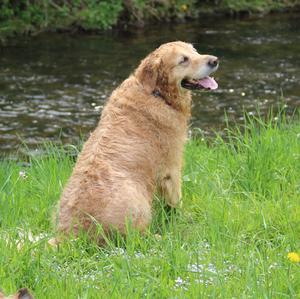 Retriever (Golden)