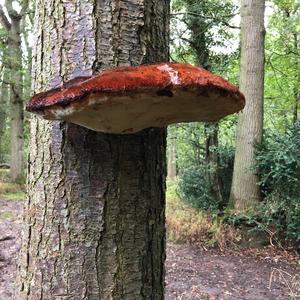 Beefsteak Polypore