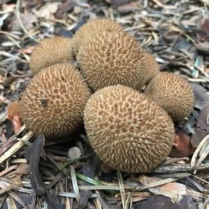 Brown Puffball