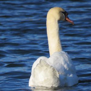 Mute Swan