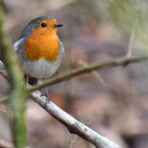 European Robin