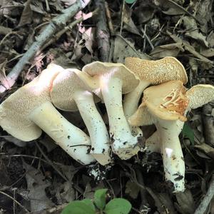 Hedgehog Fungus, Common