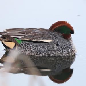 Common Teal