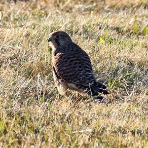 Common Kestrel