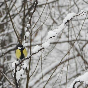 Great Tit