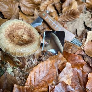 Poison Paxillus