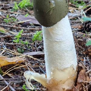 Stinkhorn, Common