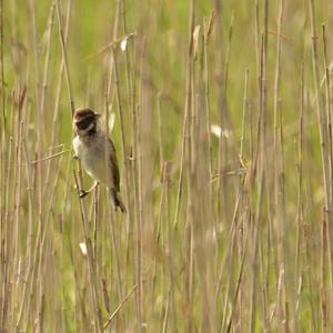 Reed Bunting