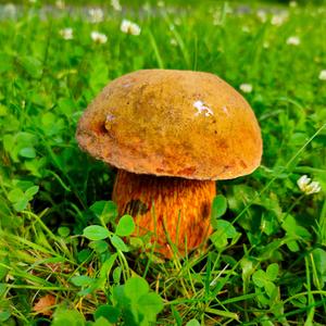 Lurid Bolete