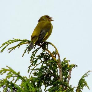 European Greenfinch