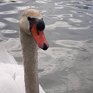 Mute Swan