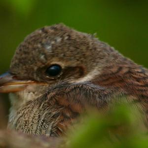 Red-backed Shrike