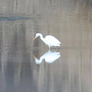 Great Egret