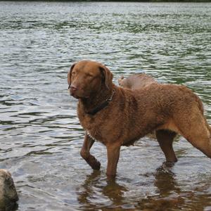 Retriever (Chesapeake Bay)