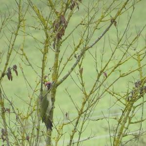 Eurasian Green Woodpecker