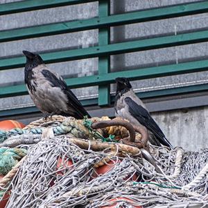 Hooded Crow