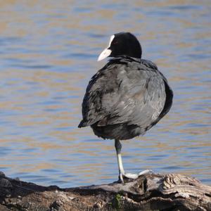 Bläßhuhn