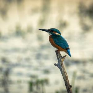 Common Kingfisher