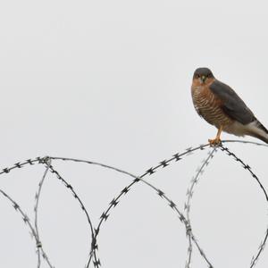 Eurasian Sparrowhawk