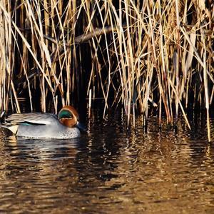 Common Teal